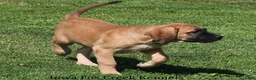 Mixed Breed dogs for sale: Mixed Breed 2 - Ad 5