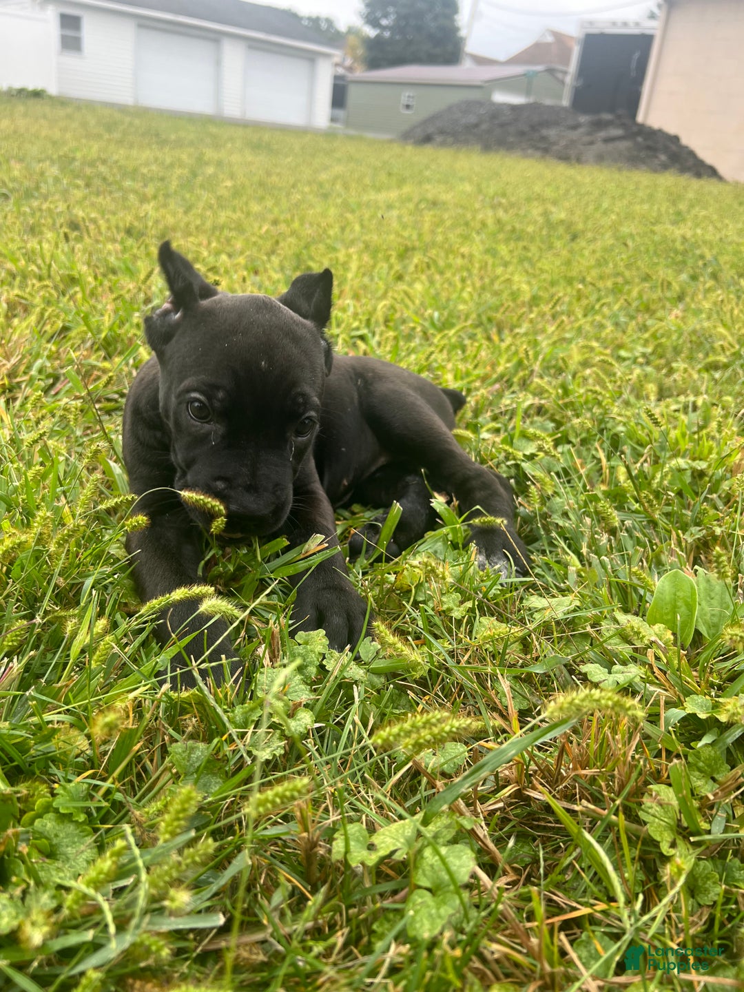 Cane Corso dogs for sale: Vanilla  - Ad 12