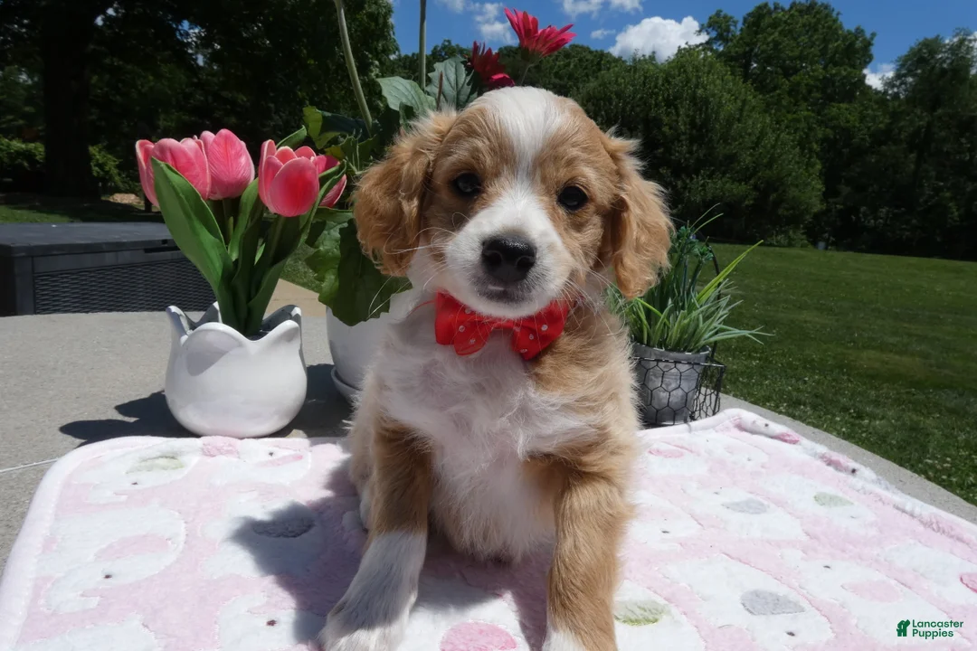 Mini Aussiedoodle dogs for sale: Mini Aussiedoodle 3 Jolly - Ad 1