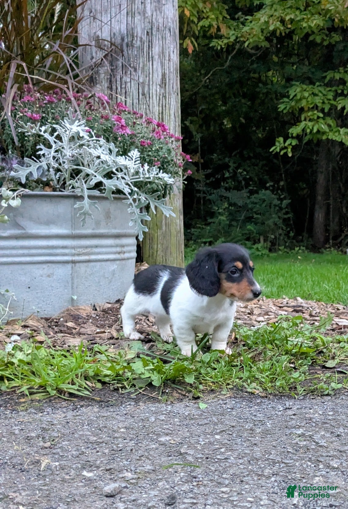 Miniature Dachshund dogs Shadow - Ad 2