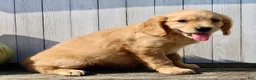 Miniature Golden Retriever dogs for sale: Maxx Male Mini Golden Retriever - Ad 6