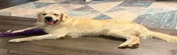 Golden Retriever dogs for sale: Benny - Ad 2