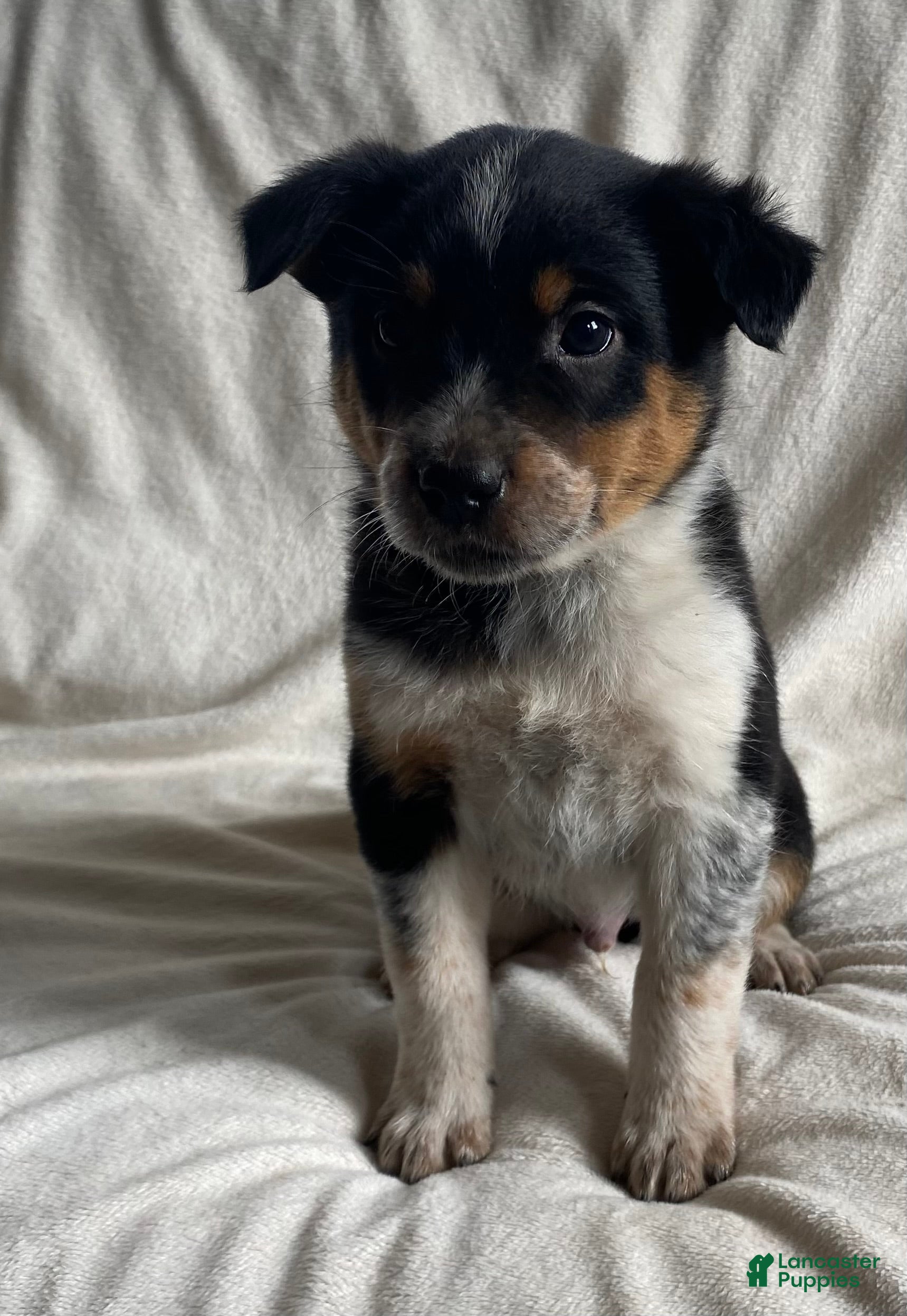 Mixed Breed dogs Maxie - Ad 27