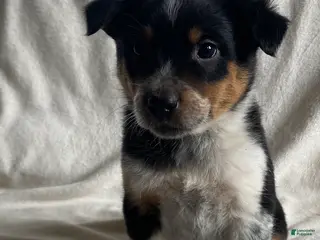 Mixed Breed dogs Maxie - Ad 40