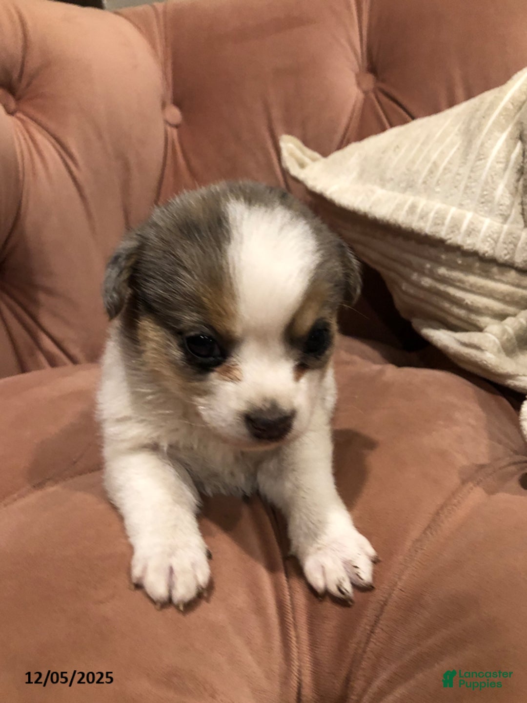 Mixed Breed dogs for sale: Baby Jo - Ad 2