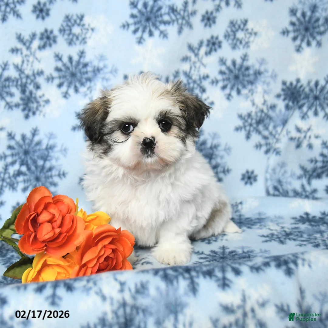 Teddy Bear dogs for sale: Mandy - Ad 2