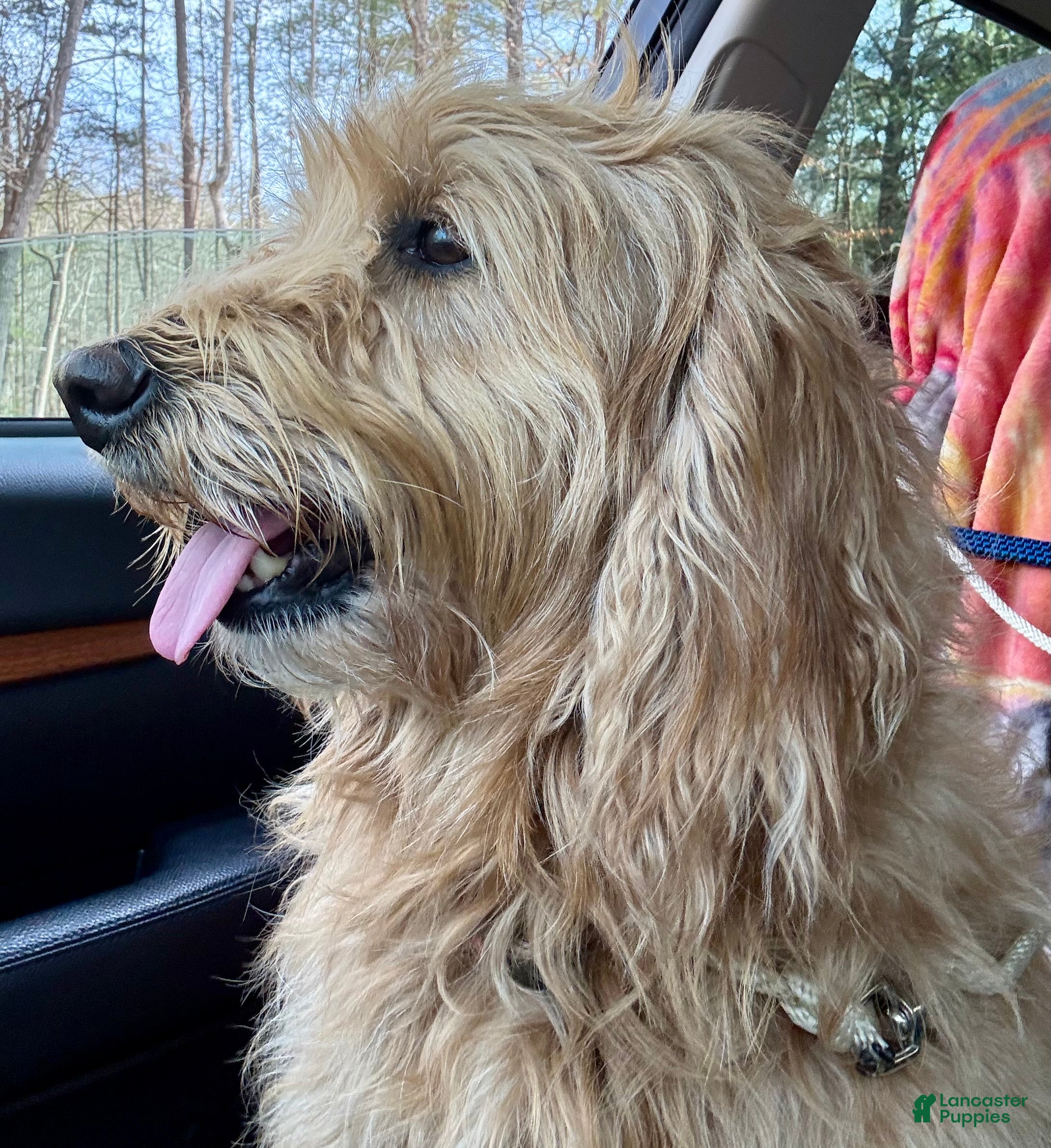 Goldendoodle dogs Goldendoodle Puppy 1 - Ad 2