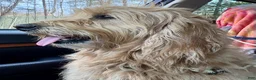 Goldendoodle dogs for sale: Goldendoodle Puppy 3 - Ad 6