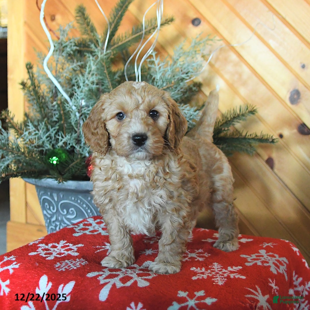 Mini Goldendoodle dogs for sale: Selena - Ad 3