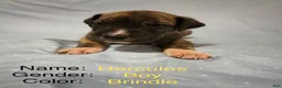 Great Dane dogs for sale: Hercules - Ad 5