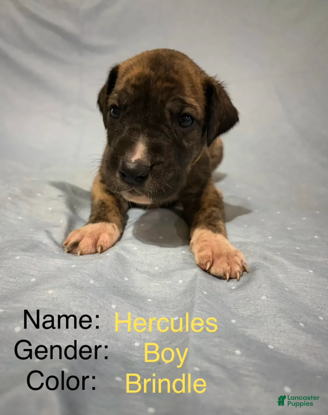 Great Dane dogs for sale: Hercules - Ad 5