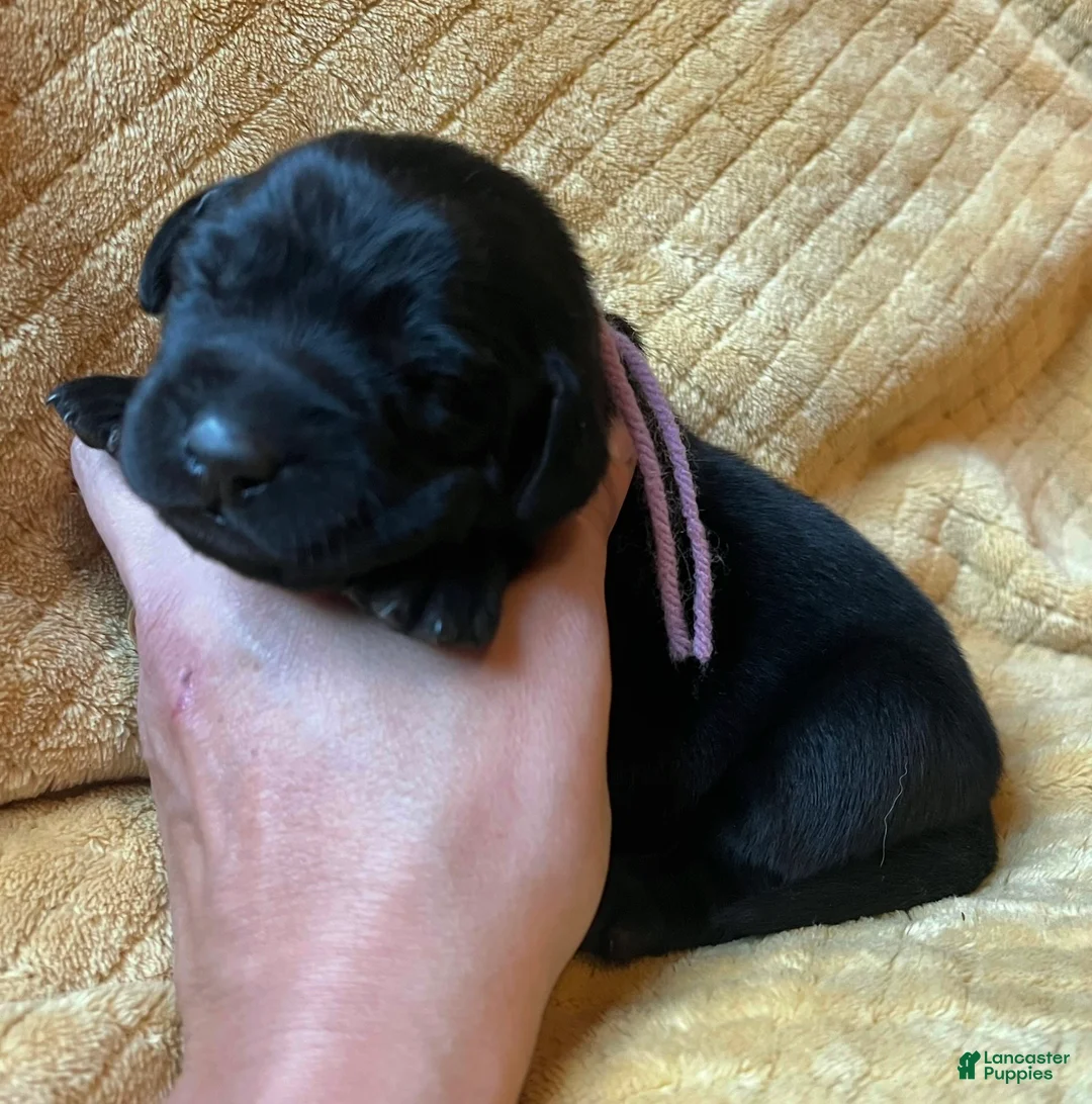 Labrador Retriever dogs for sale: Linda - Ad 2
