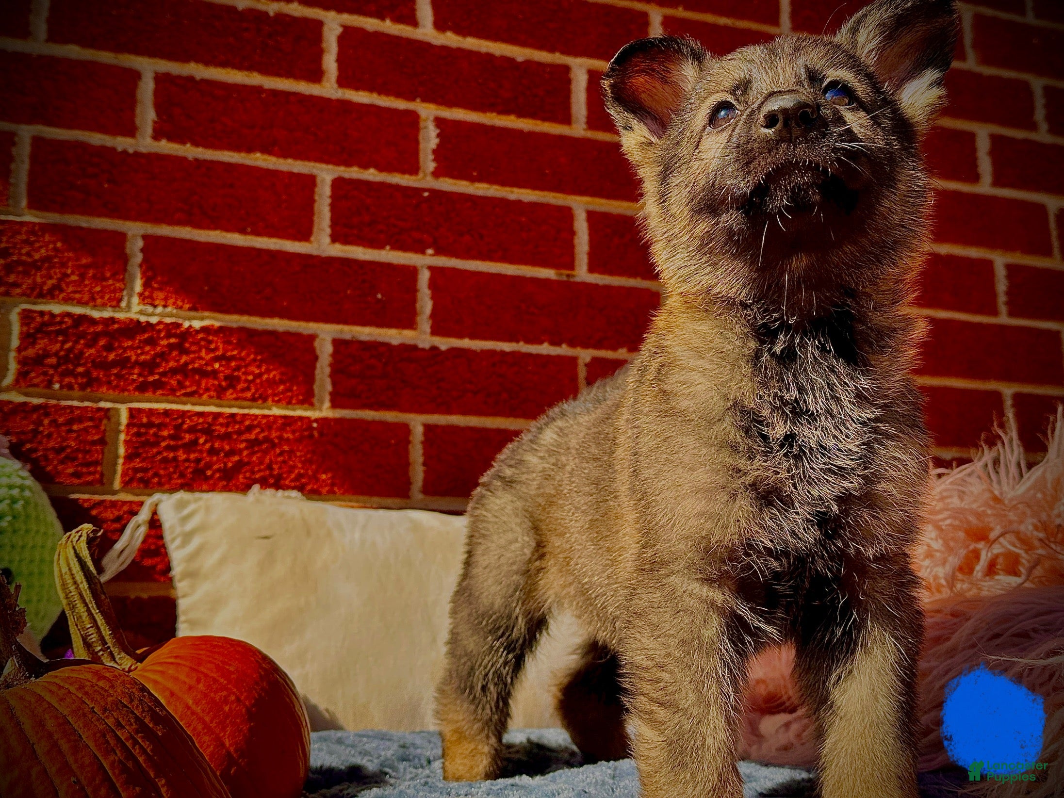 German Shepherd dogs Spice - Ad 22