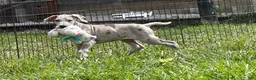 Great Dane dogs for sale: Pansy Great Dane  - Ad 3