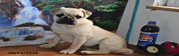 Pug dogs for sale: Billy - Ad 2