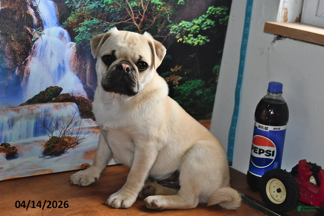 Pug dogs for sale: Billy - Ad 2