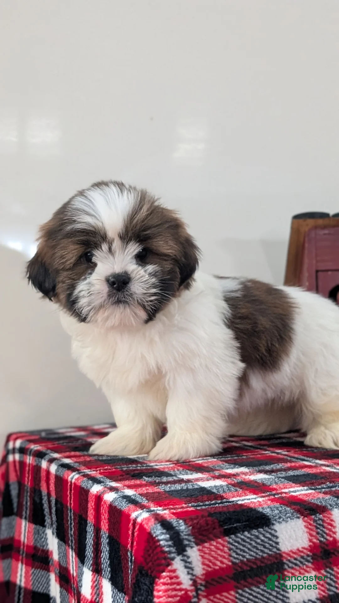 Shih Tzu dogs for sale: Carter  - Ad 2
