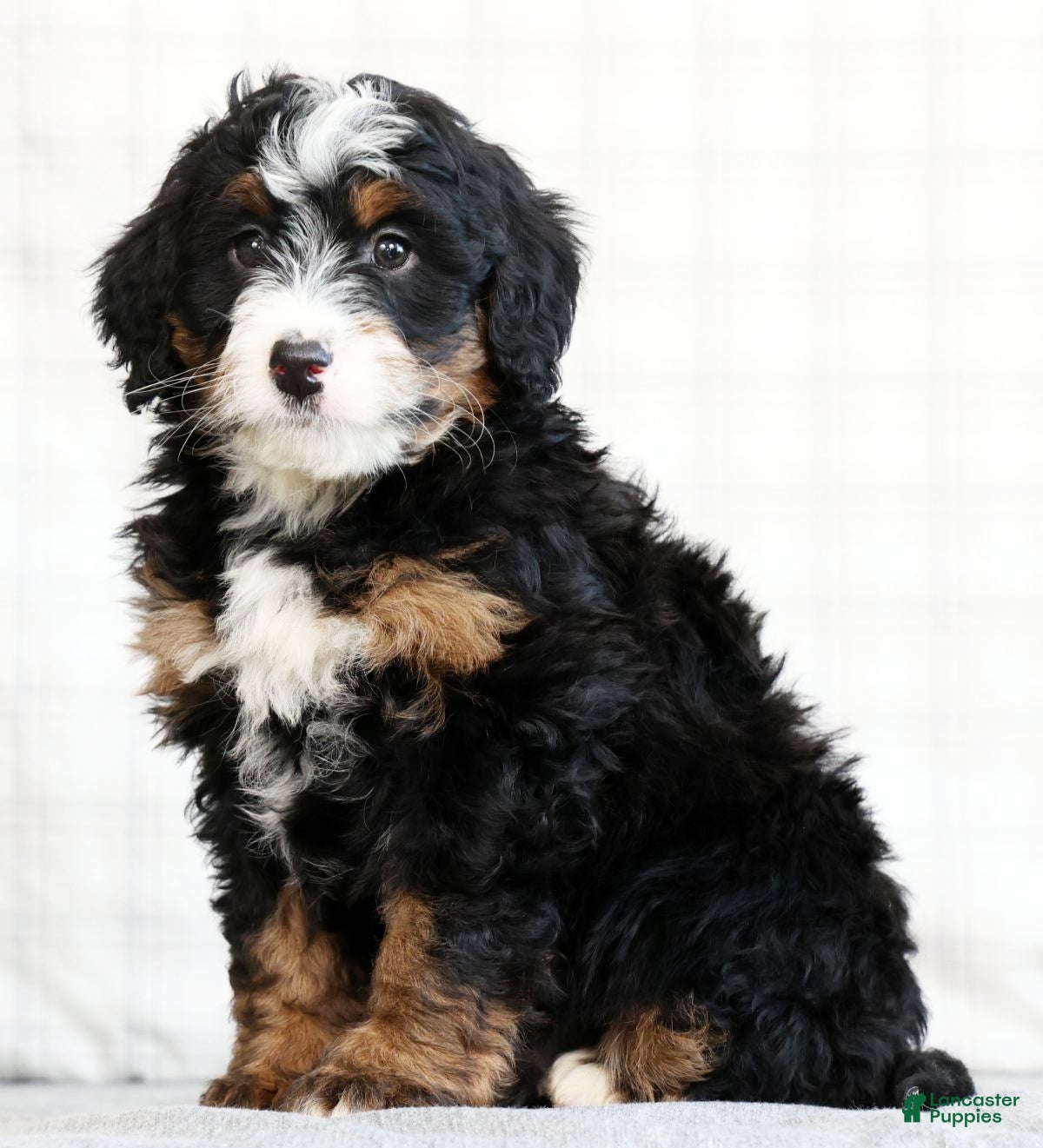 Mini Bernedoodle dogs Myrtle - Ad 1