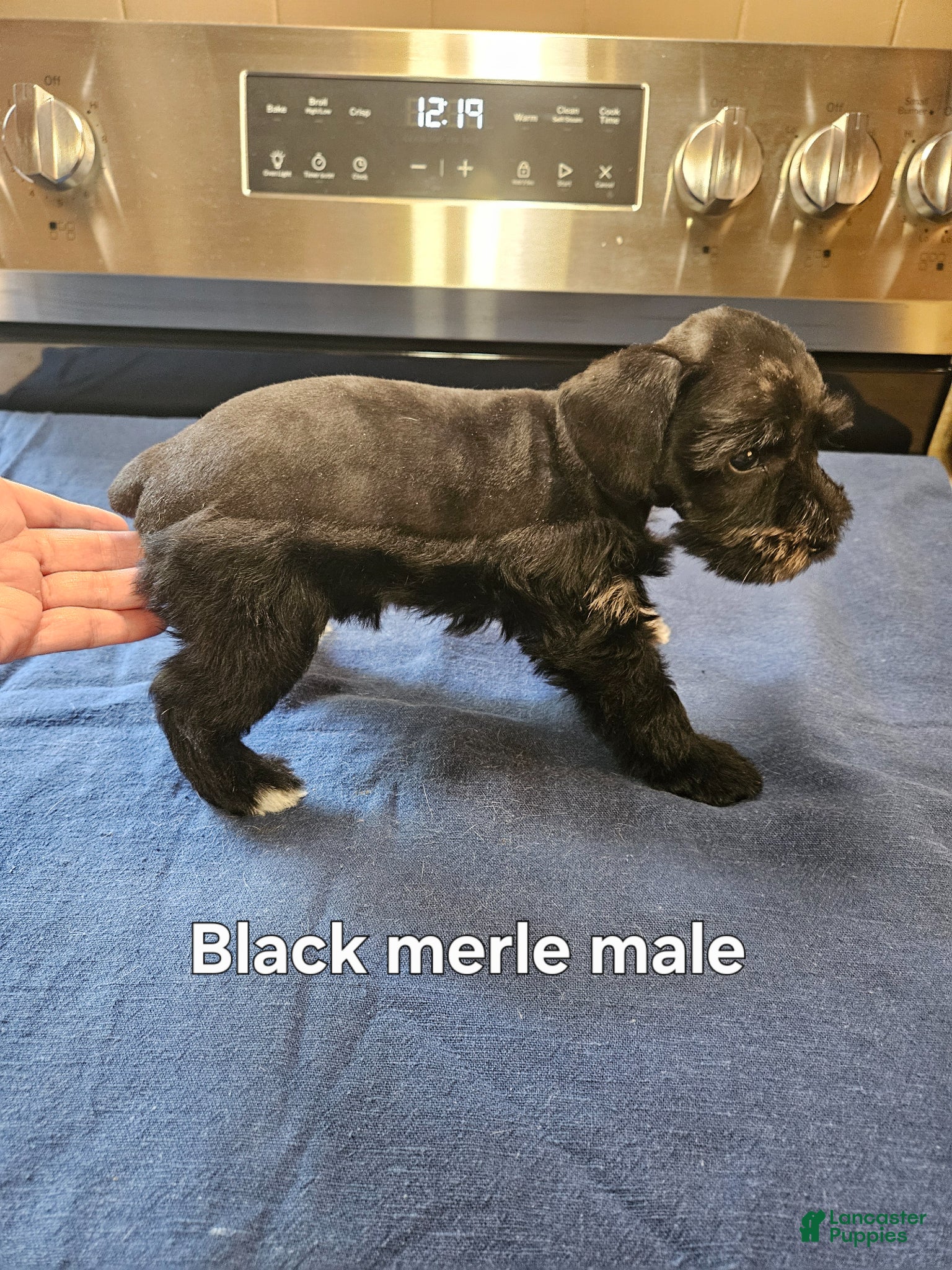 Miniature Schnauzer dogs for sale: Black merle male - Ad 4