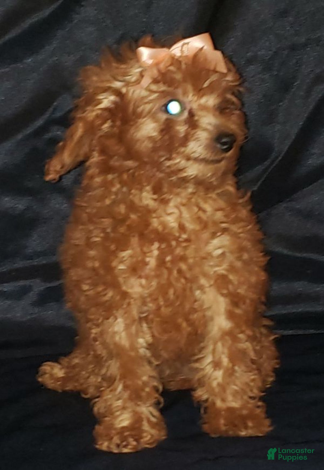 Toy Poodle dogs for sale: Toy Poodle Puppy 3 - Ad 8