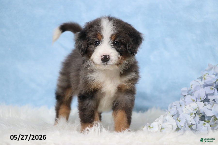 Mini Bernedoodle dogs Whitney - Ad 1
