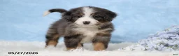 Mini Bernedoodle dogs for sale: Whitney - Ad 1