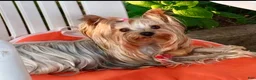 Yorkshire Terrier dogs for sale: Yorkshire STANLEY Boy - Ad 7