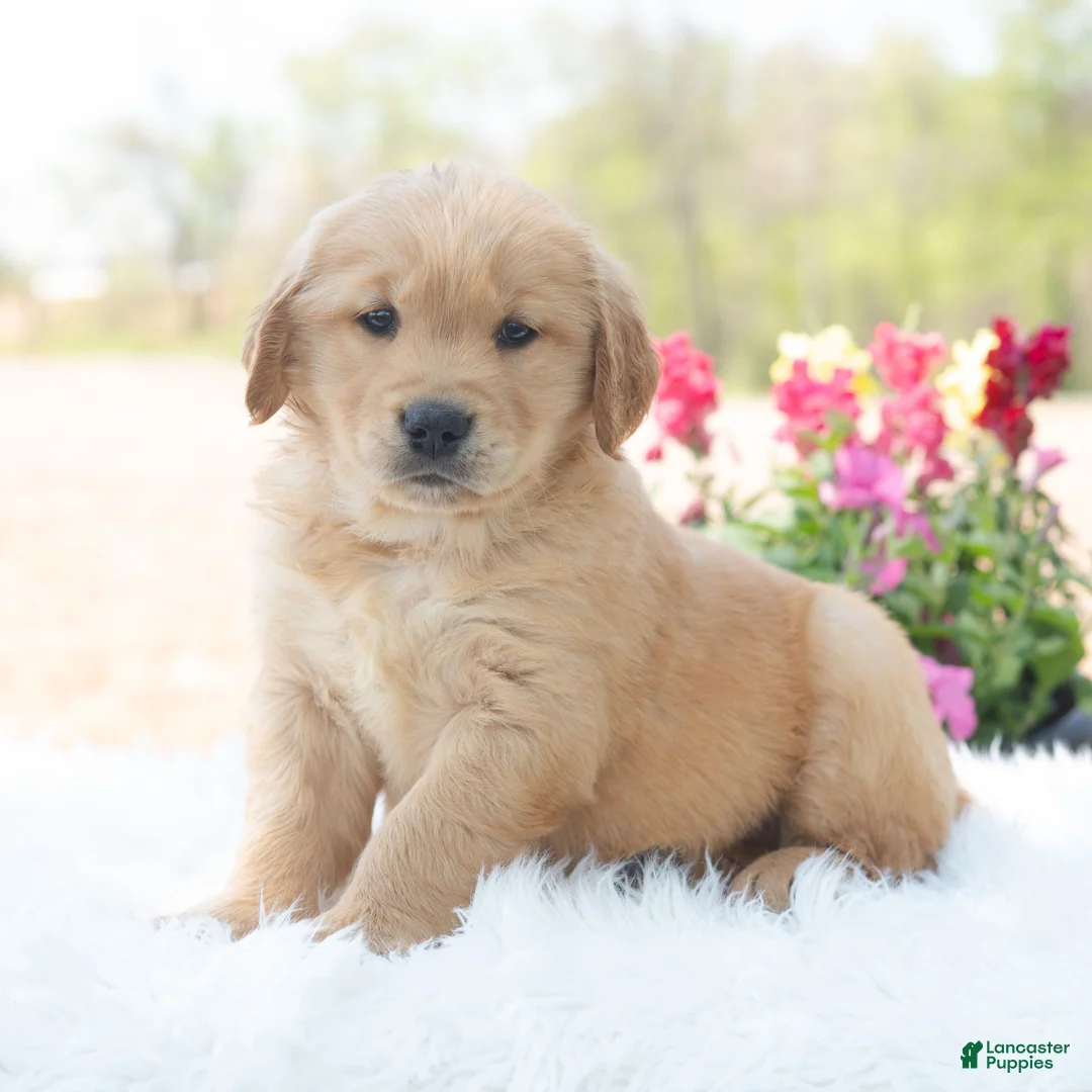 Golden Retriever dogs for sale: Murphy  - Ad 1