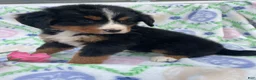 Bernese Mountain Dog dogs for sale: Fern - Ad 2