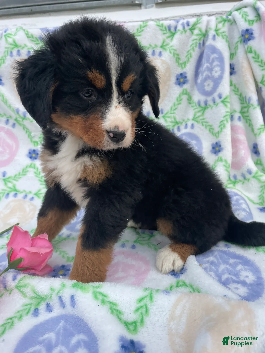 Bernese Mountain Dog dogs for sale: Fern - Ad 2