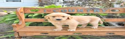 Golden Retriever dogs for sale: Brittney - Ad 3