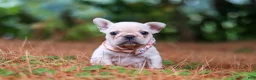 French Bulldog dogs for sale: Sophie - Ad 7