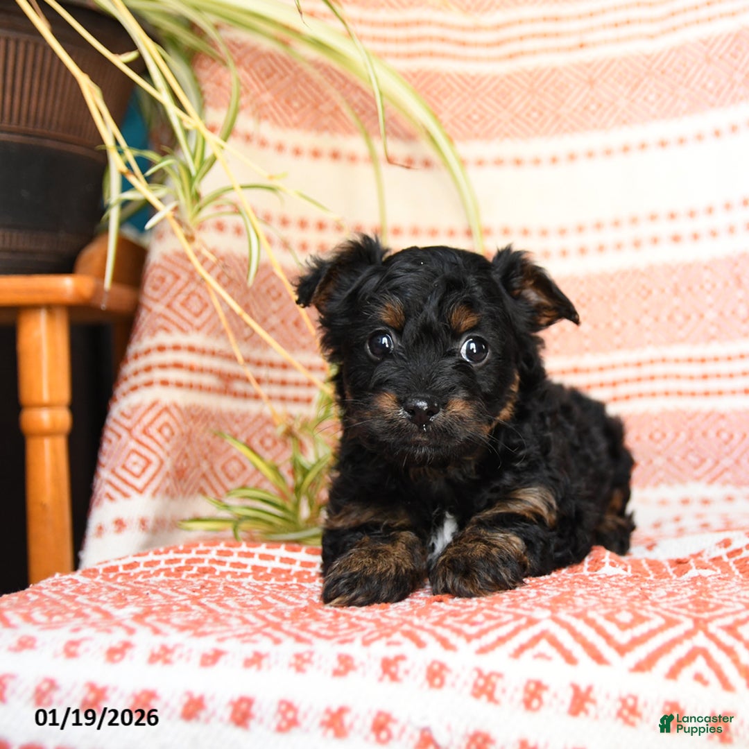 Yorkiepoo dogs for sale: Rain - Ad 2