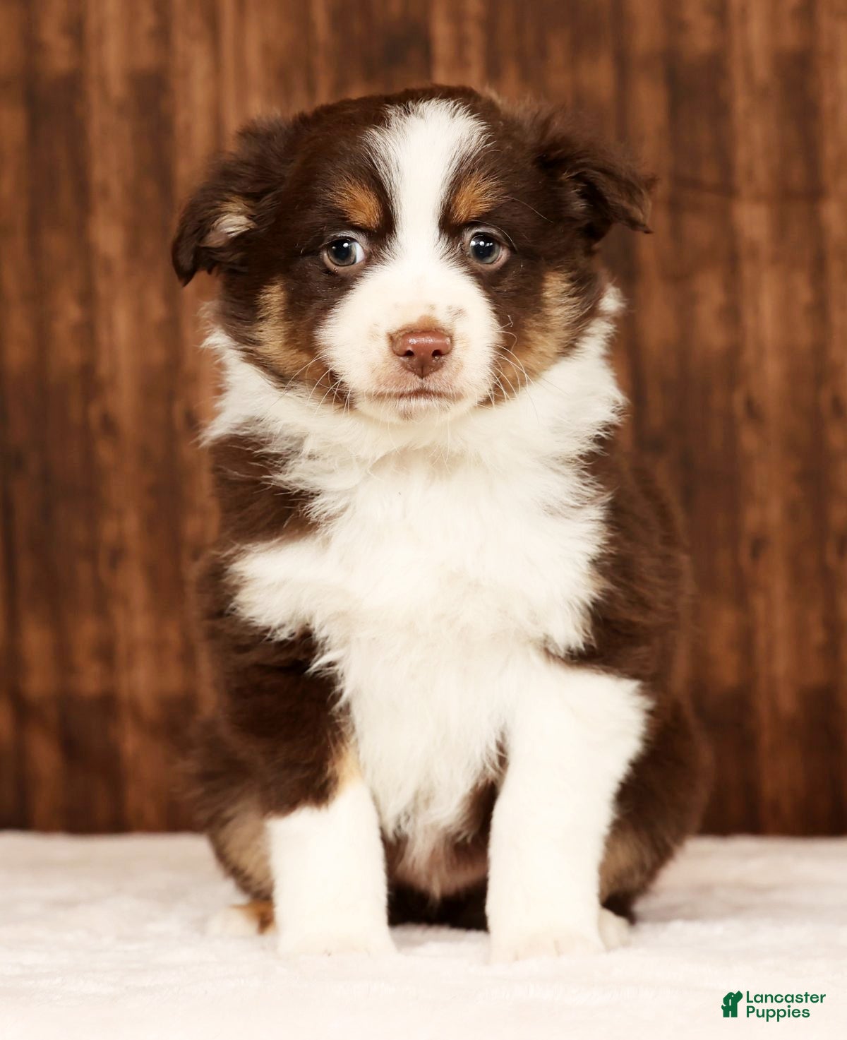 Miniature Australian Shepherd dogs Shadow - Ad 1