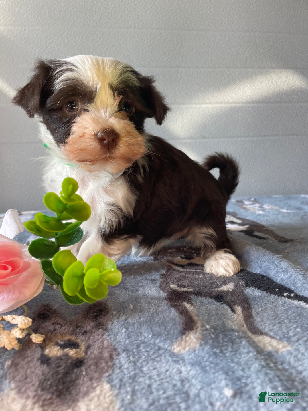 Havanese dogs for sale: Cuddles - Ad 2
