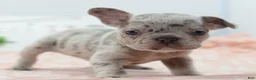 Mixed Breed dogs for sale: Bria merle - Ad 7