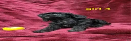 Toy Poodle dogs for sale: AKC black girl 4 - Ad 7
