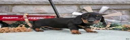 Miniature Dachshund dogs for sale: Mia - Ad 3