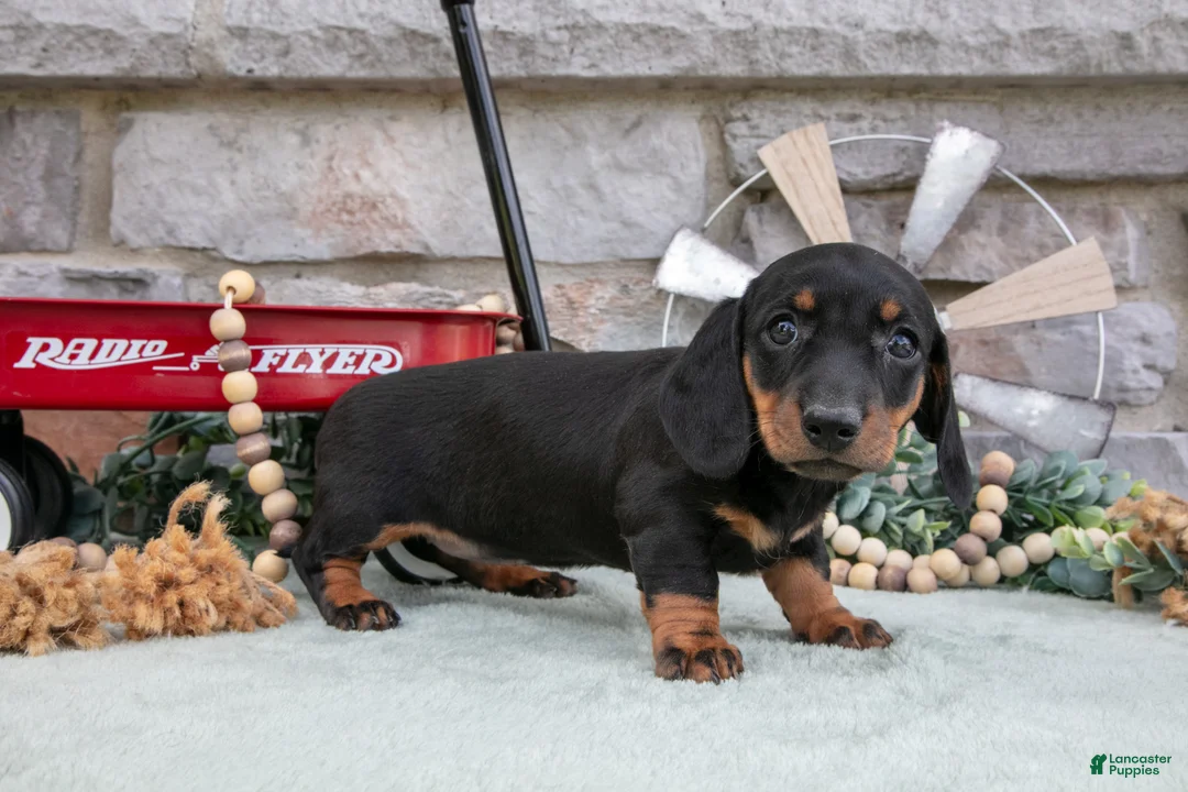 Miniature Dachshund dogs for sale: Mia - Ad 3