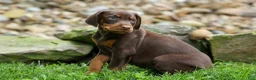 Doberman Pinscher dogs for sale:  Griffin 🐶 - Ad 13