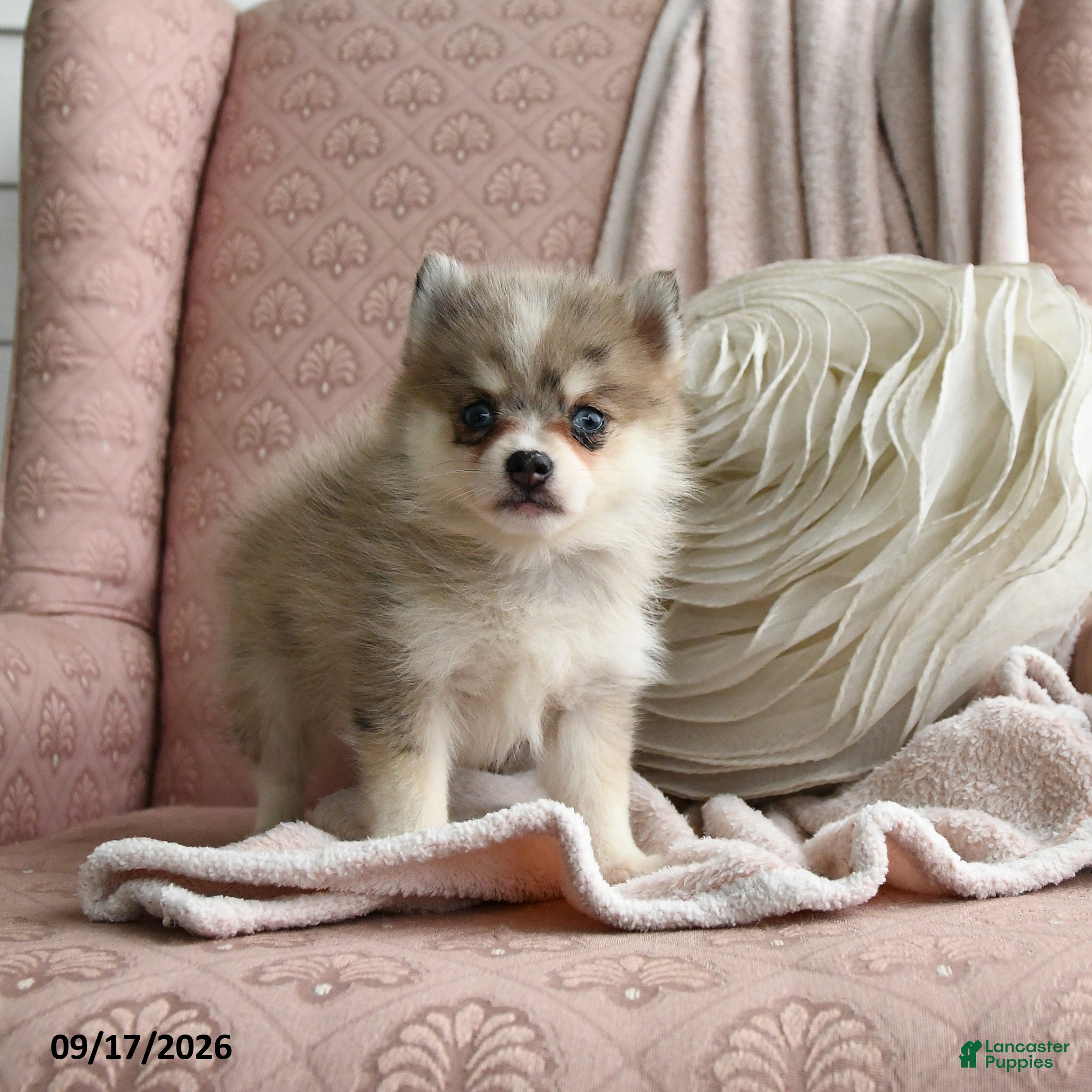 Pomsky dogs Bailey - Ad 1
