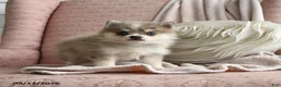 Pomsky dogs for sale: Bailey - Ad 1