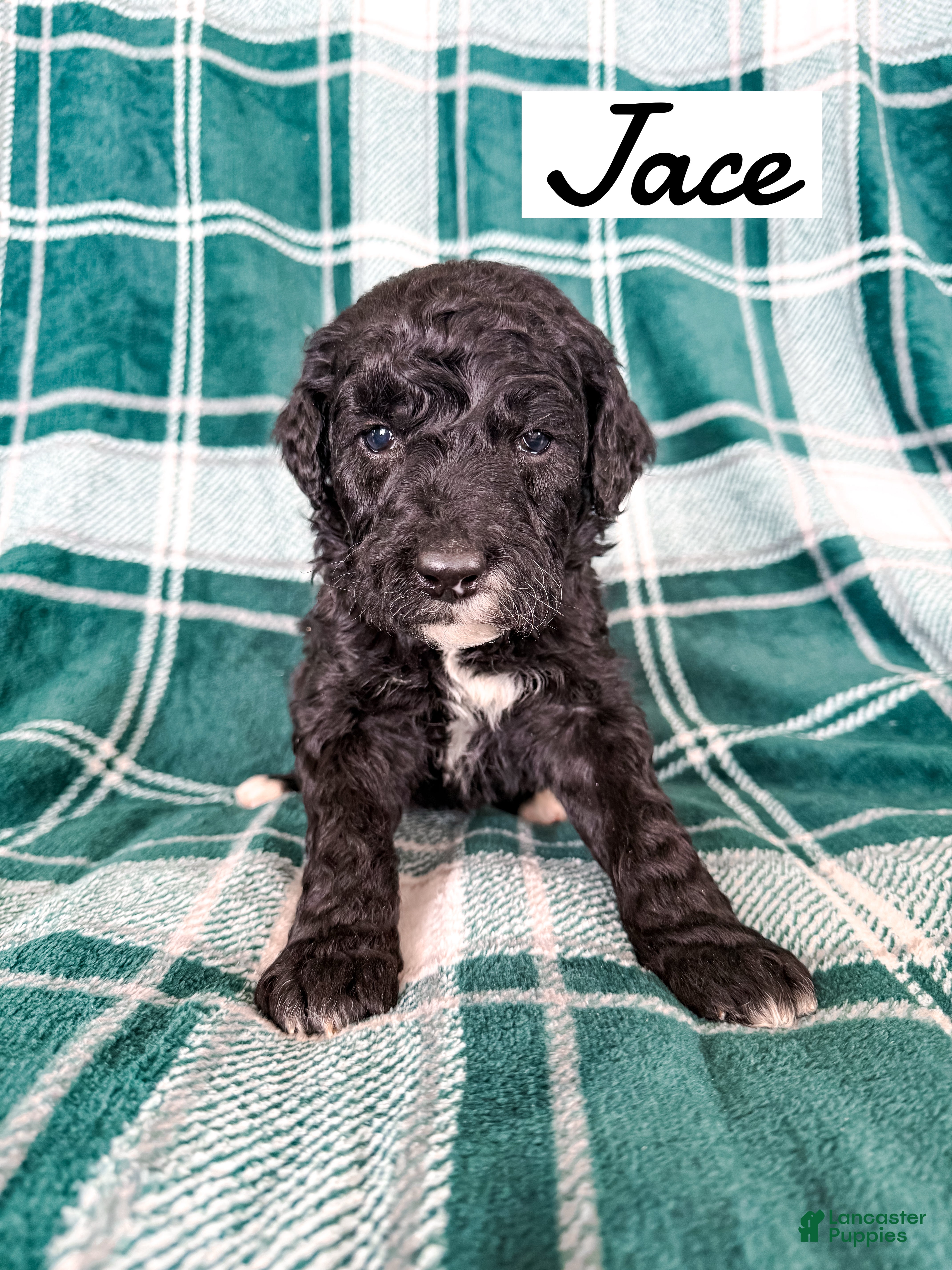Aussiedoodle dogs Jace - Ad 3