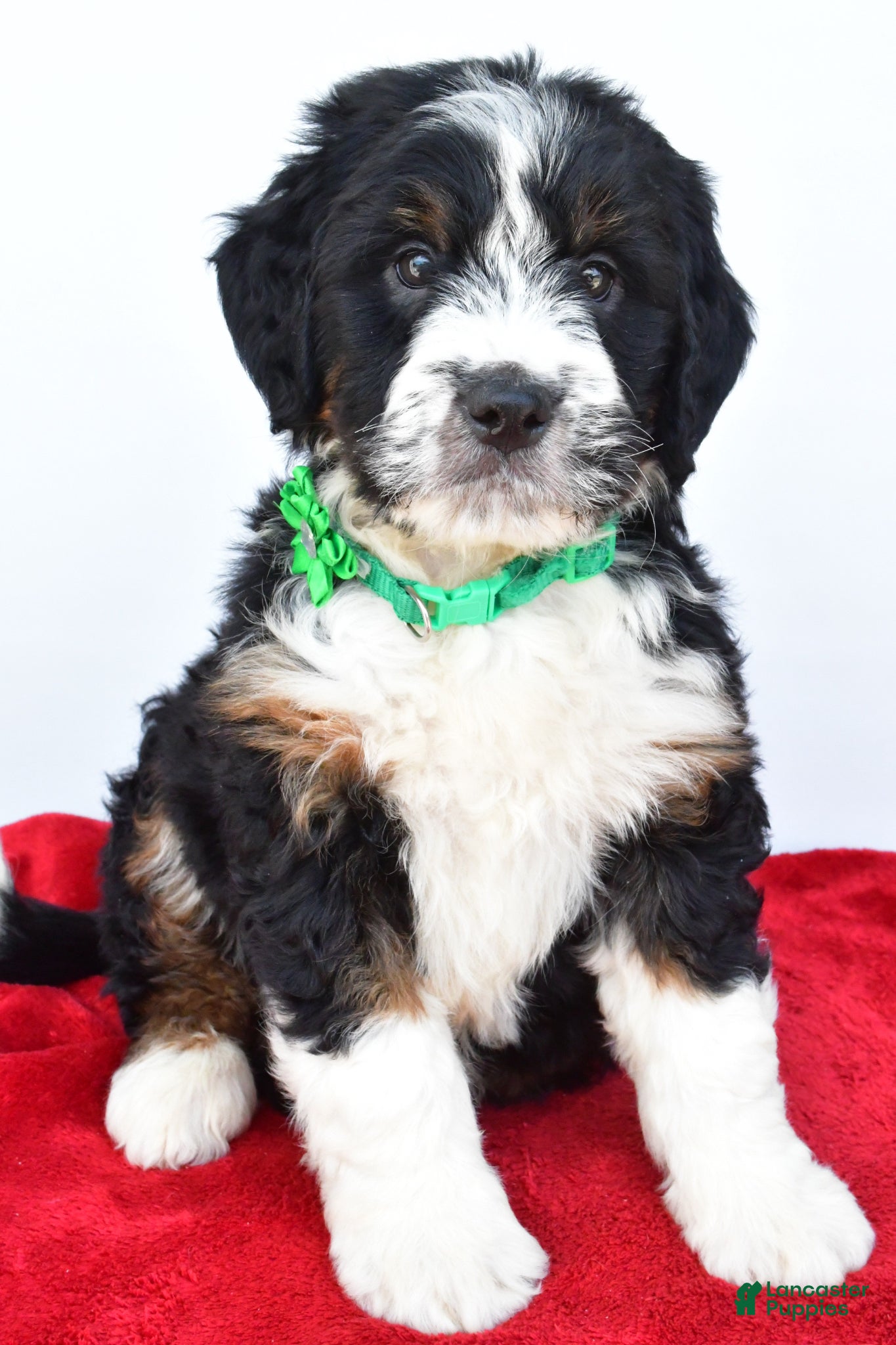 Mini Bernedoodle dogs Logan - Ad 2