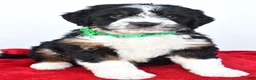 Mini Bernedoodle dogs for sale: Logan - Ad 2