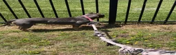American Bully dogs for sale: American Bully 1 - Ad 4