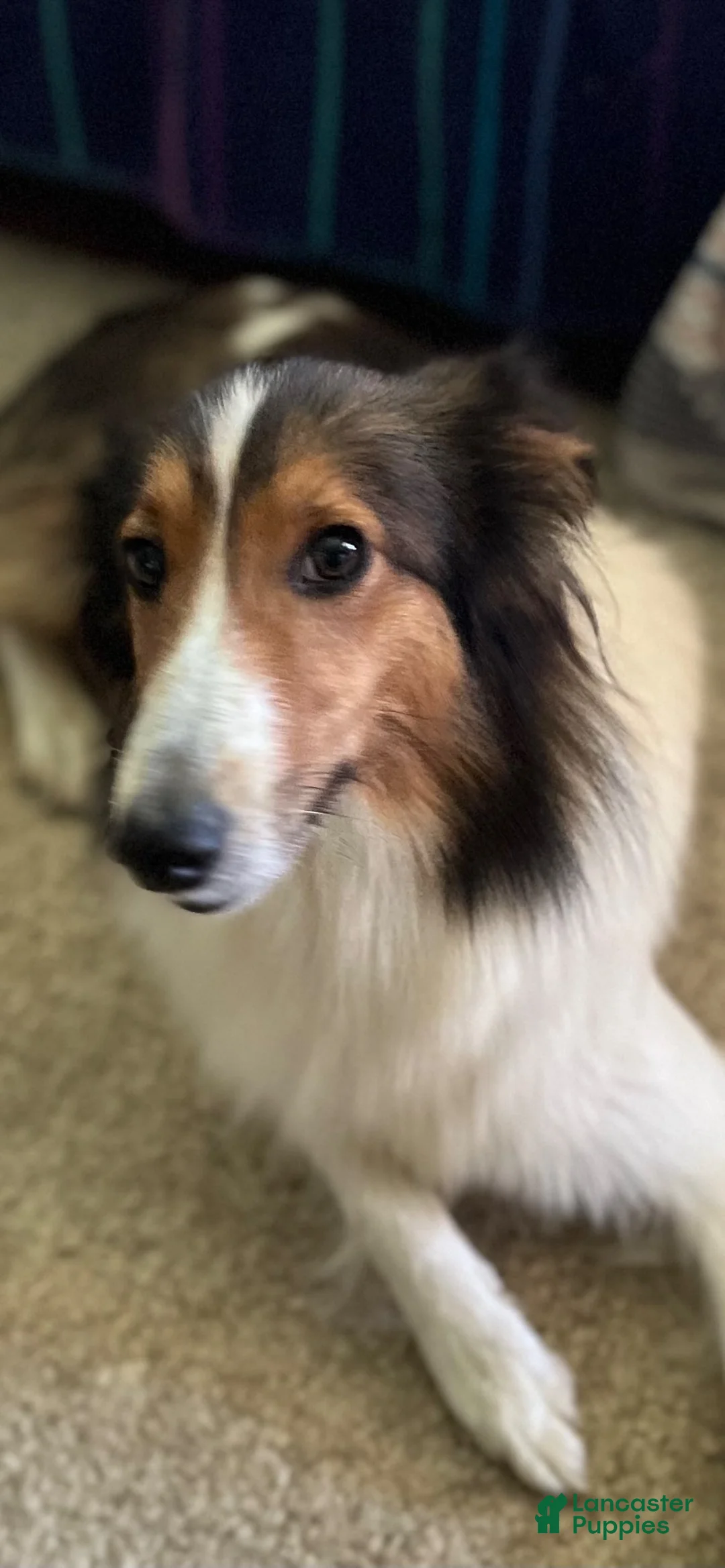 Shetland Sheepdog dogs for sale: Shetland Sheepdog 6 - Ad 2