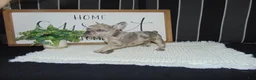 French Bulldog dogs for sale: Tyler - Ad 15