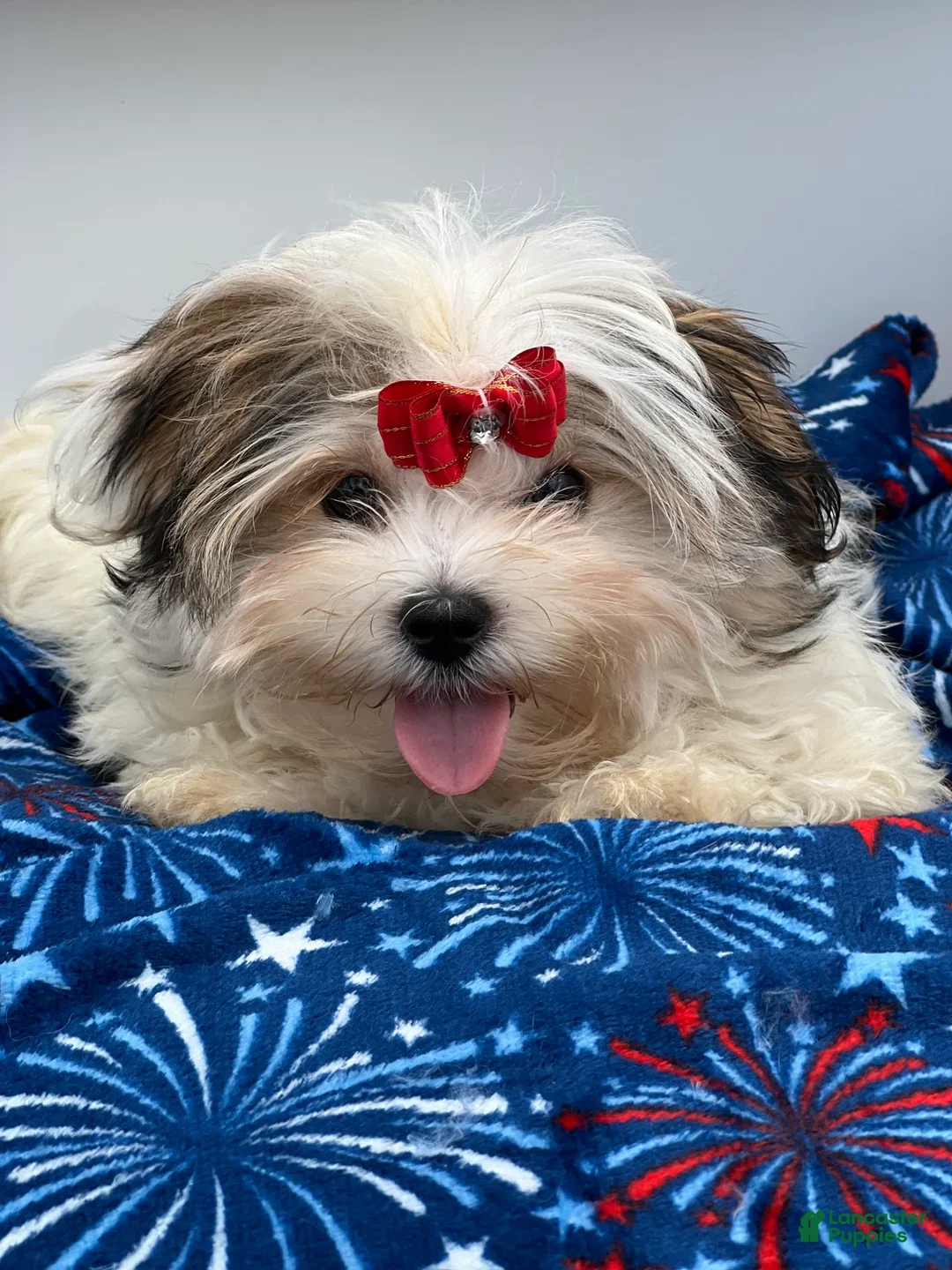 Morkie dogs for sale: Keith - Ad 2