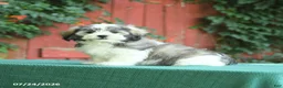Malshi dogs for sale: Dean - Ad 2
